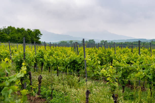 istock Vineyards in the Balaton Uplands 2154322226