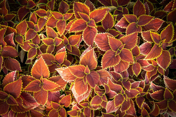 Top view of several coleus (Plectranthus scutellarioides) trees.