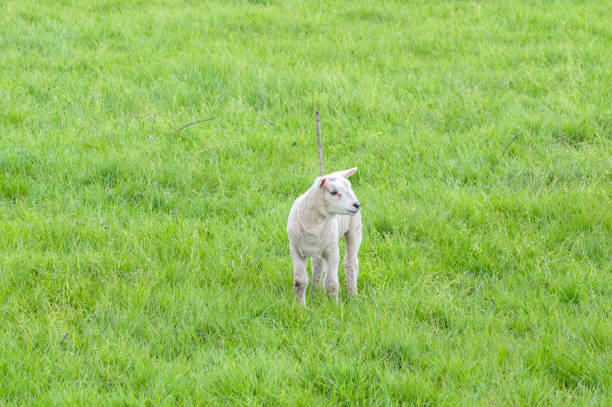 Little lambs in the meadow.
