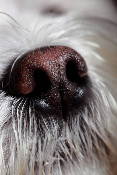 istock a cute face of a Maltese dog 2154324975