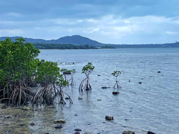 istock Mangroves of Ishigaki Island 2154325019