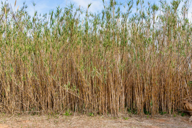 istock Natural Bamboo Wall Texture Background for Eco-Friendly and Rustic Designs 2154327945