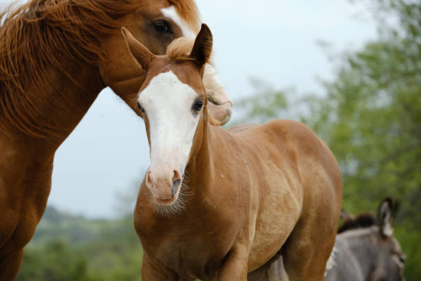 istock Paint horses close up shows colt foal with mare. 2154330100