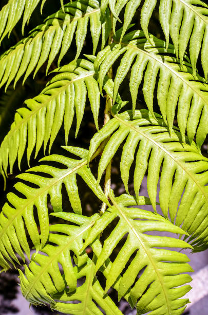 istock A leafy green plant with a leafy green stem 2154331609