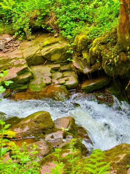 A peaceful mountain stream flows through an autumn forest, surrounded by moss-covered rocks and fallen leaves. The scene captures the tranquility of nature as the water winds its way through the undergrowth.