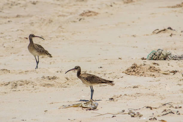 The curlews are a wading bird characterised by their long, slender, downcurved bills and mottled brown plumage.