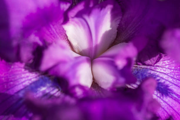 Blooming Iris - Iris in the garden, with a colorful background.