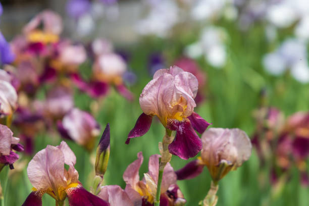 istock Blooming Iris - Iris in the garden, with a colorful background. 2154336204