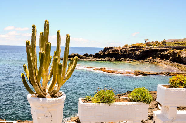 istock A large cactus is sitting in a white pot on a ledge overlooking the ocean 2154339602