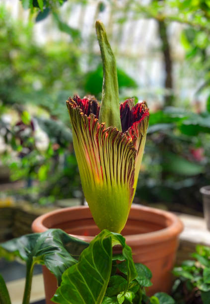 istock Corpse Flower, Como Park Conservatory, St Paul, Minnesota 2154341210