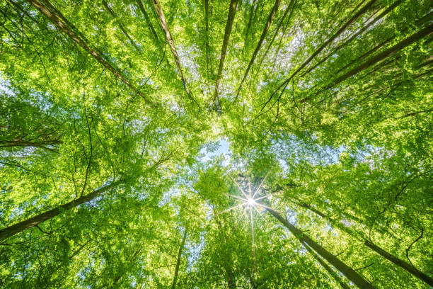 istock Springtime forest with setting sun shining through leaves and branches. Nature, forestry, habitat, environment and sustainability concepts 2154342064