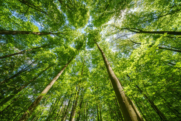 istock Springtime forest with setting sun shining through leaves and branches. Nature, forestry, habitat, environment and sustainability concepts 2154342088