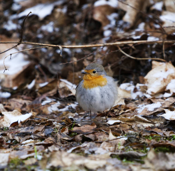 istock European robin (erithacus rubecula) standing on the ground in spring. 2154342743