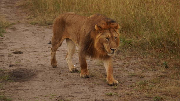istock majestic lion searching something for eat 2154343004