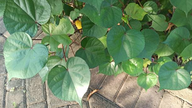 istock beautiful leaves from Hibiscus tiliaceus 2154343104