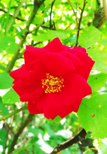 Red rose flower in the garden