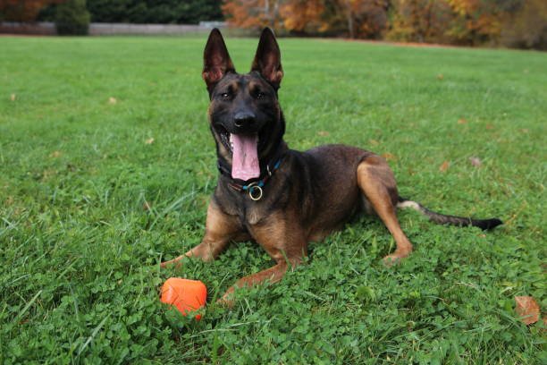 Beautiful Belgian Malinois laying down with an orange cube dog toy in front of her. She’s laying in a green lawn and her to Ny he is out from running to retrieve the dog toy
