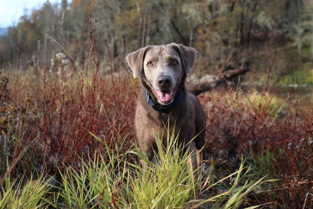 Happy dog in riverbed grasses