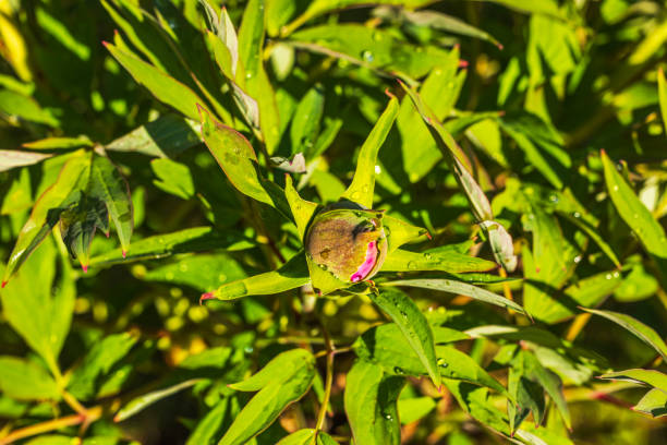 A single unopened peony bud with bright magenta petals against a blurry green background.