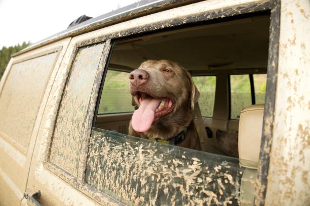 istock Happy dog in a muddy SUV 2154349359