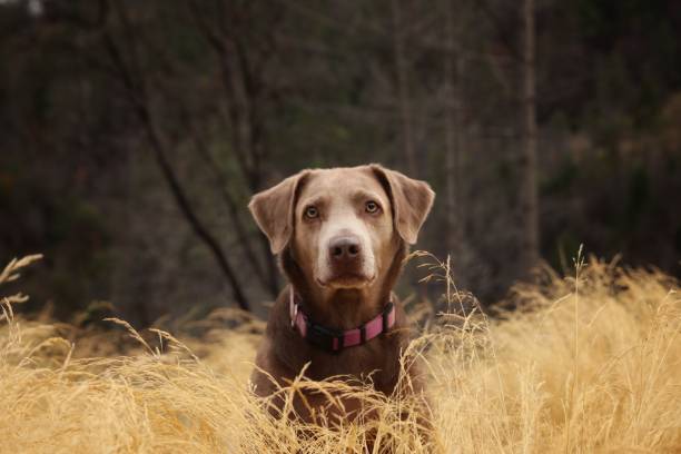 istock Silver Labrador Retriever in a field of grass 2154350248