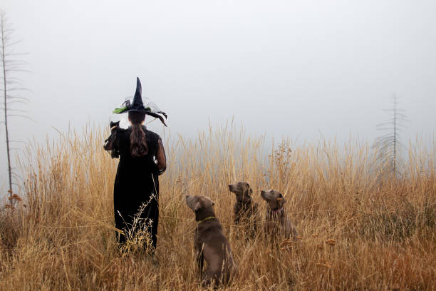 A witch and her familiars  A costumed witch holding a black cat facing away from the camera with three labrador retrievers. The dogs are looking up at the brunette ponytailed witch. They are standing in a meadow of tall dry grass and it is foggy beyond them dog in halloween hat of witch stock pictures, royalty-free photos & images