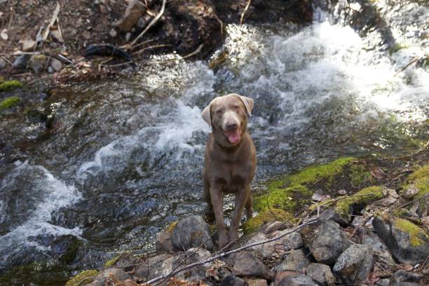istock Happy dog in front of a mountain creek 2154350351