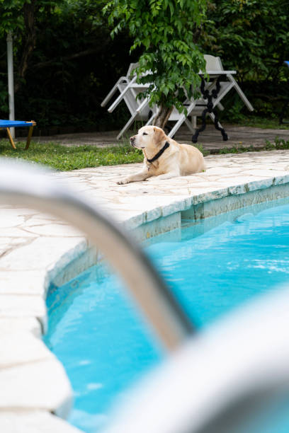 istock Cute yellow Labrador Retriever next to the pool 2154354142