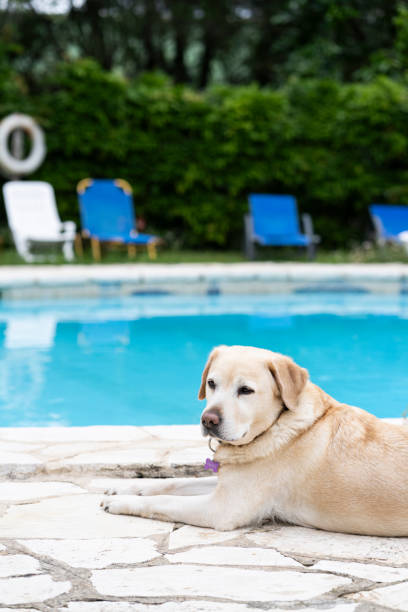 Cute yellow Labrador Retriever lying down next to the poll