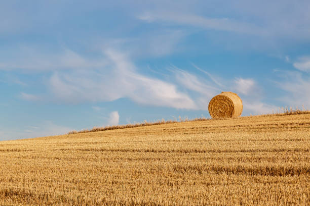 A rural Sussex summer landscape, with a hay bale on a hilltop
