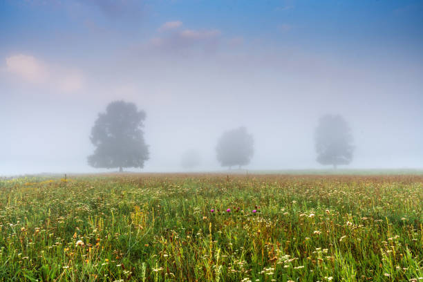 Foggy field of trees with few trees in foreground and others in background. Trees are covered in fog.