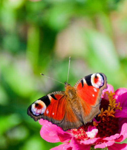 istock Colorful butterfly sitting on pink flower, blurred green background 2154358558