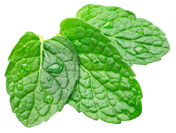istock Three green fresh peppermint leaves with water drops isolated on white background. Full depth of field. File contains clipping paths. 2154359067
