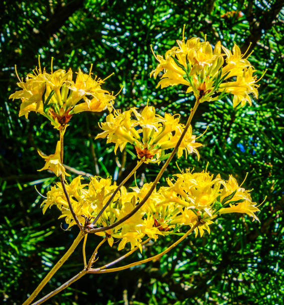 Beautiful yellow azalea blooms against a background of a dark green background in a Rhode Island garden.