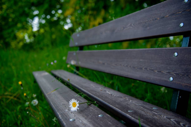 Daisy flower with park bench in spring