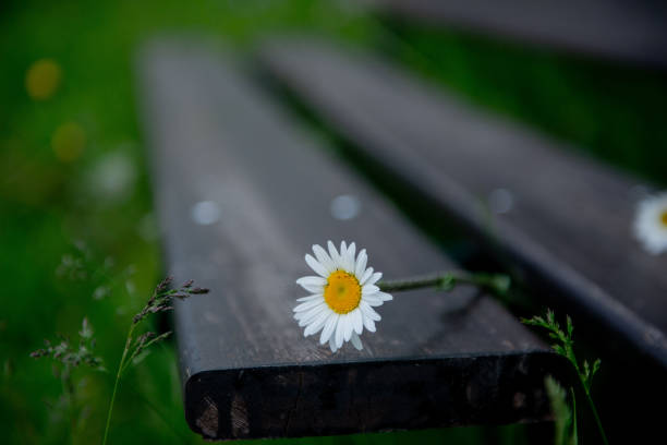 Close up back lit white daisy's