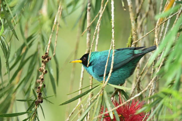A male green honeycreeper perches in a tree in southern Costa Rica.