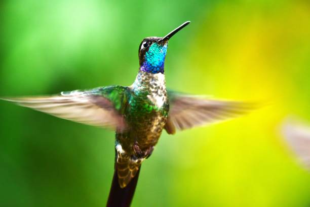 istock Male Talamanca Hummingbird 2154361691
