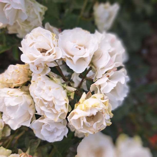 A close~up image of a beautiful bouquet of white roses