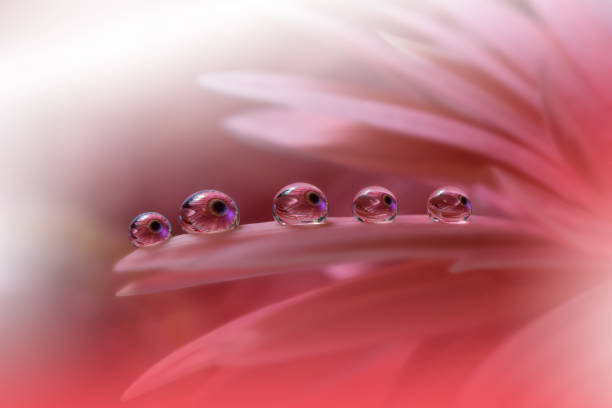 Nature,Flower,Daisy,Floral,Drop beautiful tranquil nature background.macro shot of amazing spring flowers.art .close up photography.conceptual abstract photo.fantasy floral art.creative artistic wallpaper.pink color.gerbera daisy.colorful,colors,plant.water drop.romantic,love.