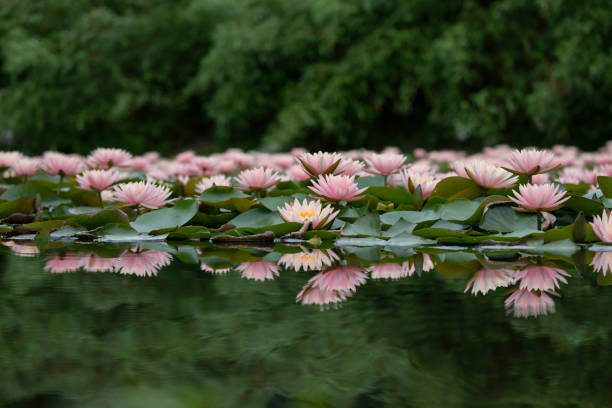 istock Water lily reflection in the lake 2154372338