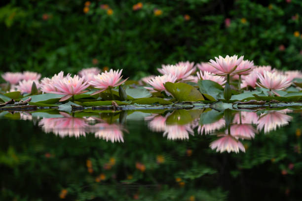 istock Water lily reflection in the lake 2154372343