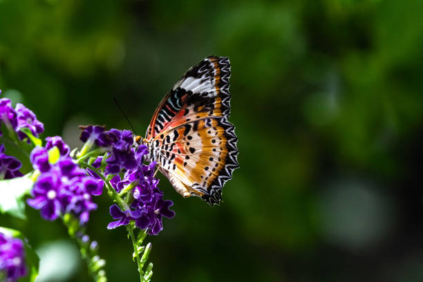 Leopard Lacewing butterfly (Cethosia cyane) on purple flowers. Plants in background. On the island of Aruba.