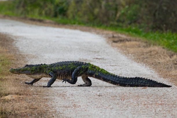 istock American alligator walking, crossing footpath in Florida. 2154372634