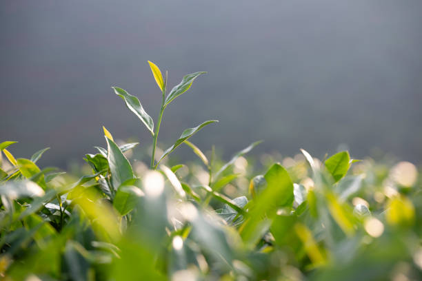 Tea buds in the tea garden