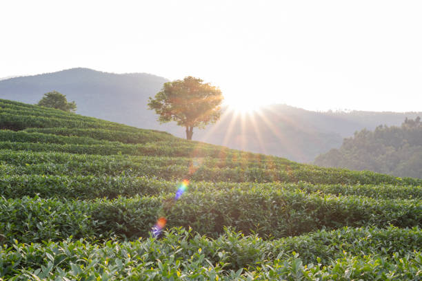 Morning tea garden sunrise in Fujian Province, China