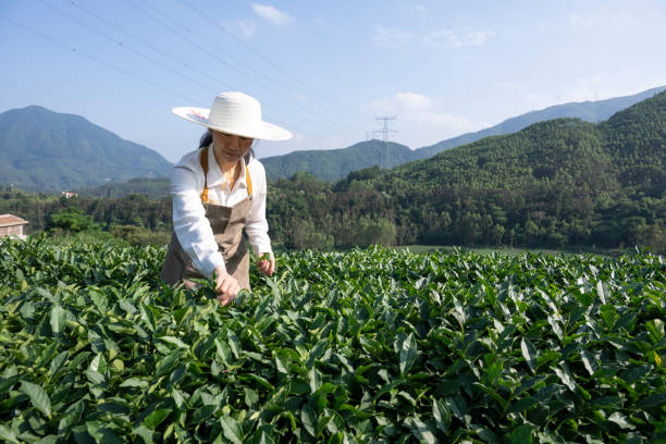 istock Female farmer picking tea leaves in tea garden 2154374056