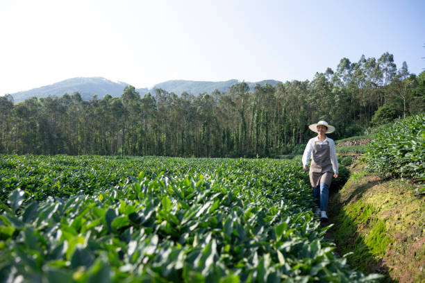 istock Female farmer in tea garden 2154374078