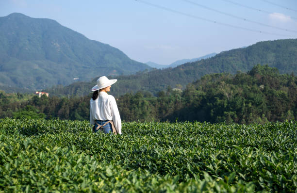 istock Female farmer in tea garden with back to camera 2154374080