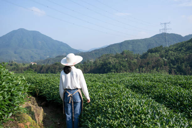 istock Female farmer in tea garden with back to camera 2154374106